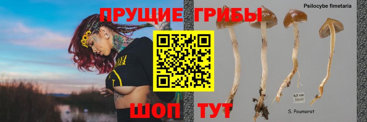 Строитель  Галлюциногенные грибы Cubensis  Вход с VPN 